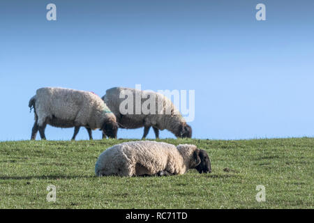 Schwarz konfrontiert Schaf Ovis aries Beweidung in einem Feld. Stockfoto