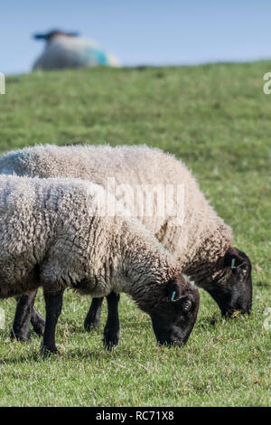 Schwarz konfrontiert Schaf Ovis aries Beweidung in einem Feld. Stockfoto