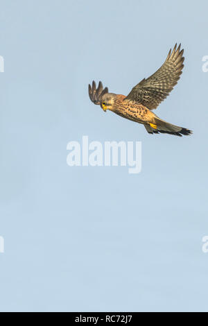 Ein Turmfalke Falco tinnunculus Schweben und die Jagd nach Beute. Stockfoto