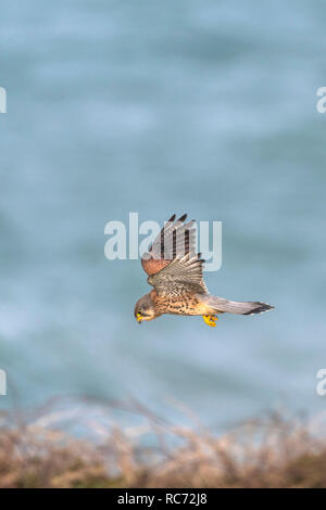 Ein Turmfalke Falco tinnunculus Schweben und die Jagd nach Beute. Stockfoto