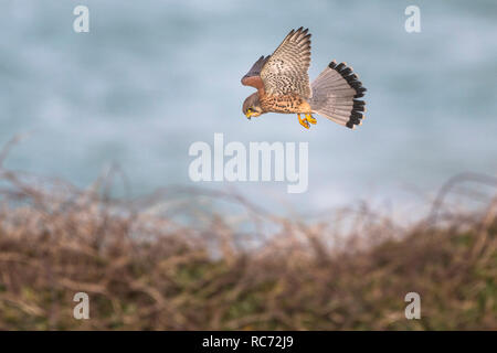 Ein Turmfalke Falco tinnunculus Schweben und die Jagd nach Beute. Stockfoto