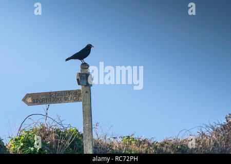 Eine Rabenkrähe Corvus corone thront auf einem hölzernen Wegweiser in der Nähe des South West Coast Path auf Pentire Punkt westlich in Cornwall. Stockfoto