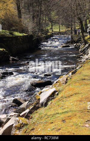 Blick auf den Fluss Enz in der Nähe von Bad Wildbad im Schwarzwald Stockfoto