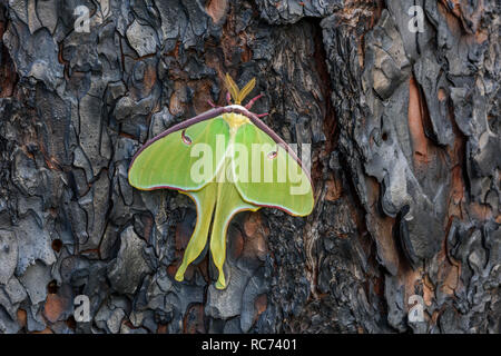 Luna Moth (Actias Luna) auf gebrannten Longleaf Pinienrinde. Neu entstandenen männlich. Leere Kokon wurde am Boden unter den Motten gefunden! Francis Marion NF. Stockfoto
