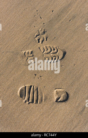 Die Abdrücke von Schuhen und einem Hunde Pfote in feuchten Sand an einem Strand. Stockfoto