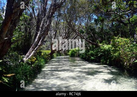Eli Creek auf Fraser Island, Australien Stockfoto