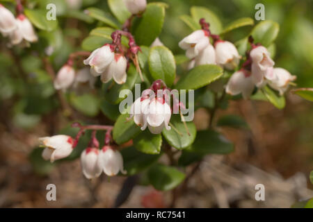 Blüten und Blätter Preiselbeeren close-up mit unscharfen Hintergrund Stockfoto