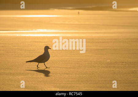 Möwe zu Fuß am Strand bei Sonnenuntergang Stockfoto