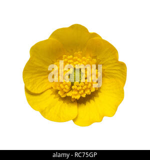 Blüte Gelb Ranunculus Buttercup isoliert auf weißem Hintergrund Stockfoto