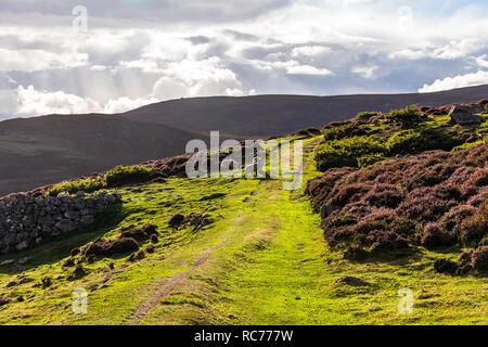 Schafe meadoes im Cairngorms Nationalpark in Schottland, UK im August 2018. Stockfoto