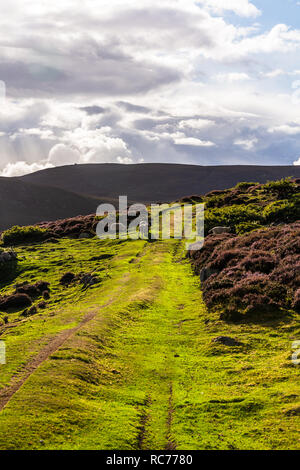 Schafe meadoes im Cairngorms Nationalpark in Schottland, UK im August 2018. Stockfoto