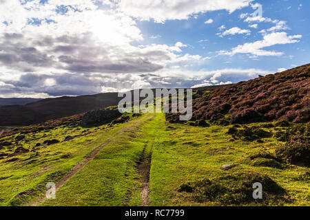 Schafe meadoes im Cairngorms Nationalpark in Schottland, UK im August 2018. Stockfoto