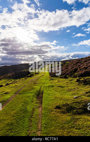 Schafe meadoes im Cairngorms Nationalpark in Schottland, UK im August 2018. Stockfoto