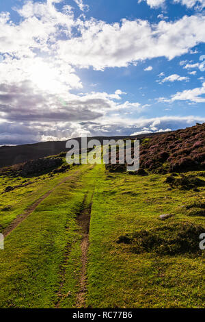 Schafe meadoes im Cairngorms Nationalpark in Schottland, UK im August 2018. Stockfoto