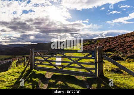 Schafe meadoes im Cairngorms Nationalpark in Schottland, UK im August 2018. Stockfoto