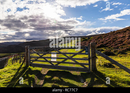 Schafe meadoes im Cairngorms Nationalpark in Schottland, UK im August 2018. Stockfoto