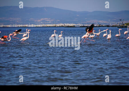 Eine Herde von mehr Flamingo (Phoenicopterus Roseus) im Flug. Im Delta in Evros, Thrakien, Griechenland. Im Oktober fotografiert. Stockfoto
