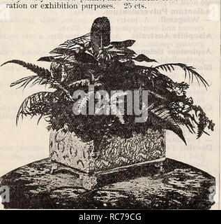 . Dreer's Garten Kalender: 1897. Samen Kataloge; Baumschulen Kataloge; Gartengeräte und Zubehör Kataloge; Blumen Samen Kataloge; Gemüse; Früchte Samen Samen Kataloge Kataloge. Mlcrolepia Crlstata Hirta. * Dicksonia Antarctica. 25 cts. Didymochloena Truncutula. 25 cts. Doryopteris Nobilis. 50 cts. Gymnograma Chrysophilla. Die besten der "Gold Farne." 15 cts. - Sulfurea. Schwefel Farn. 15 cts. - Schizophylla. 15 cts. * Lastrea Aristata Variegata. Dieses wunderschöne Vielfalt hat ein breites Band von gelblich-grünen Laufen durch die pinnules; sehr dekorativ. 25 cts. - Chrysol Stockfoto