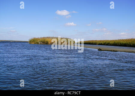 Schilf wächst im Sumpf, verursacht durch die Evros, Thrakien, Griechenland Stockfoto
