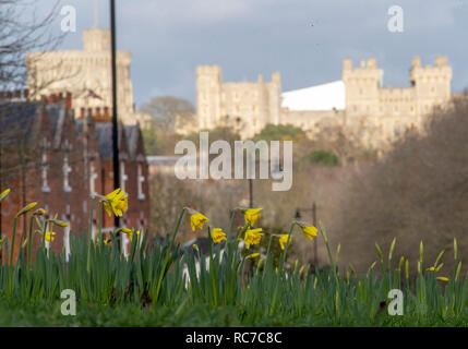 Narzissen blühen in einem Kreisverkehr in der Nähe von Windsor Castle, Berkshire. Einen Knall der arktische Luft sehen Temperaturen diese Woche fallen, was ein Ende hat einen milden Januar für die meisten UK. Stockfoto