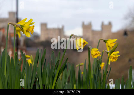 Narzissen blühen in einem Kreisverkehr in der Nähe von Windsor Castle, Berkshire. Einen Knall der arktische Luft sehen Temperaturen diese Woche fallen, was ein Ende hat einen milden Januar für die meisten UK. Stockfoto