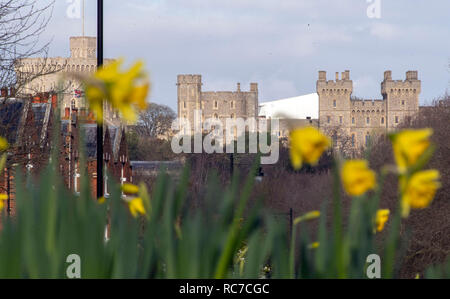 Narzissen blühen in einem Kreisverkehr in der Nähe von Windsor Castle, Berkshire. Einen Knall der arktische Luft sehen Temperaturen diese Woche fallen, was ein Ende hat einen milden Januar für die meisten UK. Stockfoto