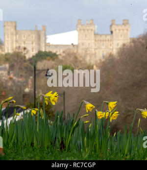 Narzissen blühen in einem Kreisverkehr in der Nähe von Windsor Castle, Berkshire. Einen Knall der arktische Luft sehen Temperaturen diese Woche fallen, was ein Ende hat einen milden Januar für die meisten UK. Stockfoto