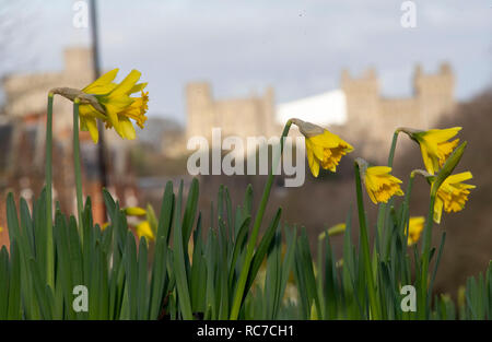 Narzissen blühen in einem Kreisverkehr in der Nähe von Windsor Castle, Berkshire. Einen Knall der arktische Luft sehen Temperaturen diese Woche fallen, was ein Ende hat einen milden Januar für die meisten UK. Stockfoto