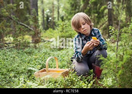 Junge aufnehmen Pilz im Wald Stockfoto