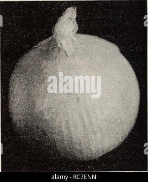 . Dreer's Garten Buch/Henry A. Dreer.. Baumschule Katalog. Danvprs gelbe Kugel Zwiebel 568 Danvers gelbe Kugel. Home Gärtner auf dem Land bevorzugen diese Art auf alle anderen. Realiz-ing die Bedeutung des Erhaltens einer True-to-Zugentlastung, die Lampen, von denen unsere Samen gewachsen ist, sind besonders sorgfältig ausgewählten und zu gestalten. Eine gute Größe und eine herrliche Keeper, aber das Fleisch ist sehr mild gewürzt. Pkt. 10 c; Oz. 25 c; ich Lb. 75 c; lb. $ 2.25. 570 gigantische Gibraltar. Leichte strohgelbe Farbe Haut und weißes Fleisch, das ist mild und zart. Die große runde Zwiebeln 5 Zoll im Durchmesser erzeugen Stockfoto