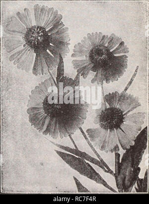 . Dreer's Garten Buch/Henry A. Dreer.. Baumschule Katalog. Helianthus HelianthuS Sparsifolius (Hardy Sonnenblumenöl) Die mehrjährig Sonnenblumen gehören zu den am meisten eSective winterharte Pflanzen für große Grenzen für den Anbau unter Gebüsch, oder als Klumpen auf dem Rasen. Sie sind bemerkenswert frei - Blüte, wird in jedem Boden gelingt, und sind von unschätzbarem Wert für dekorative Zwecke oder als Schnittblumen im Sommer und Herbst. Maximiliana. Die jüngste von allen, die Perfektionierung der feine goldgelbe Blüten in langen anmutigen Sprays im Oktober, wenn alle anderen beendete die Blütezeit, von unschätzbarem Wert für das Schneiden; 5 bis 7 Fuß. M Stockfoto