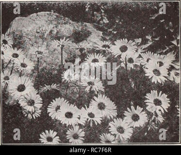 . Dreer's Garten Buch/Henry A. Dreer.. Baumschule Katalog. Hardy Aster, Queen Mary Fallen - blühende Hardy Asters (Astern, oder Starworts) Diese gehören zu den auffälligsten unserer späten - blühende winterharte Pflanzen, geben eine Fülle von Bloom im September und Oktober, eine Jahreszeit, wenn die meisten anderen hardy Blumen sind Vergangenheit, und für den besten Effekt sollte in Massen von einer Farbe gepflanzt werden. Sie wachsen in jedem Boden. Die konzertstücke unten angeboten wird, die aus den erlesensten Sorten. Barr's Rosa. Dies ist der Novae angliae Art, eine starke, kräftige Züchter, die formschöne Pflanzen aus vier bis fünf Fuß Stockfoto