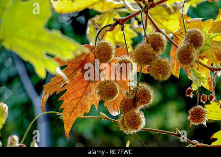 Rot und Orange Herbst farbige Blätter auf dem grünen Rasen Stockfoto