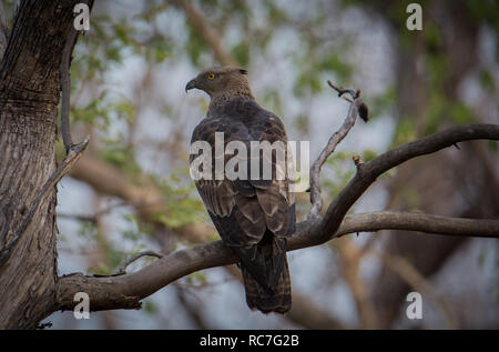 Gefleckte Indian Eagle - Es gibt etwas über die Haltung eines Adlers. Es sendet immer eine Botschaft - 'Yeah m wacht über Ya, aber das ist mir egal!" Stockfoto