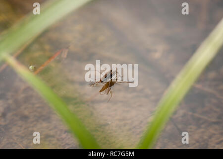 Gerridae Paarung in Wasser Stockfoto