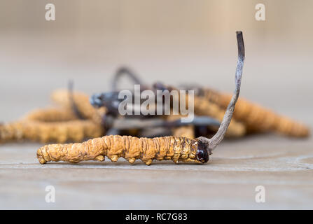 Gruppe der Pilz cordyceps oder Ophiocordyceps sinensis Dies ist ein Kräuter auf Holztisch. Medizinische Eigenschaften bei der Behandlung von Krankheiten. Nationalen oder Stockfoto