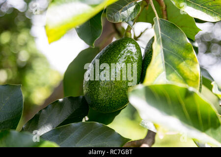 Frische Avocado auf einem Baum auf der grossen Insel von Hawaii Stockfoto