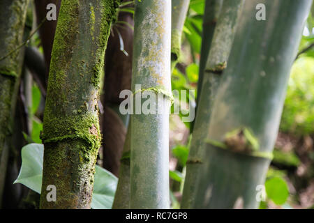 Grüner Bambus wächst in den tropischen botanischen Garten auf der Großen Insel, Hawaii Stockfoto