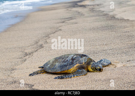 Sea Turtle nehmen ein Sonnenbad am Ufer des Yachthafen Honokohau Bucht, Hawaii Stockfoto