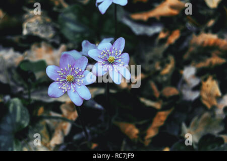 In der Nähe von zwei lila Anemone hepatica Blumen in freier Wildbahn Stockfoto