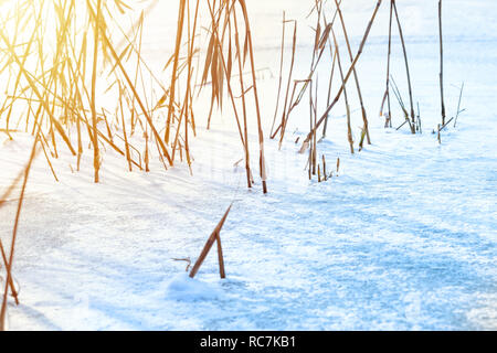 Trockene Reed in Eis auf dem See im Winter. Stockfoto