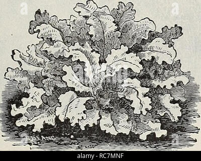 . Dreer's Garten Kalender: 1900. Samen Kataloge; Baumschulen Kataloge; Gartengeräte und Zubehör Kataloge; Blumen Samen Kataloge; Gemüse; Früchte Samen Samen Kataloge Kataloge. . Bitte beachten Sie, dass diese Bilder sind von der gescannten Seite Bilder, die digital für die Lesbarkeit verbessert haben mögen - Färbung und Aussehen dieser Abbildungen können nicht perfekt dem Original ähneln. extrahiert. Henry A. Dreer (Hart); Henry G. Gilbert Baumschule und Saatgut Handel Katalog Kollektion. Philadelphia, Pa: Henry A. Dreer Stockfoto