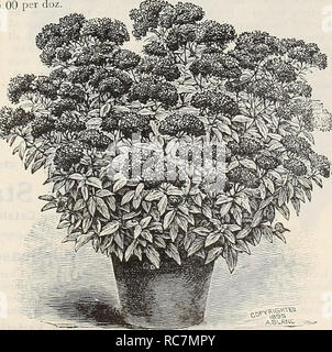 . Dreer's Garten Kalender: 1899. Samen Kataloge; Baumschulen Kataloge; Gartengeräte und Zubehör Kataloge; Blumen Samen Kataloge; Gemüse; Früchte Samen Samen Kataloge Kataloge. Rhododendron. Wahl HARDY STRÄUCHER - fortgesetzt. Magnolia Conspicua. Feine starke Ebenen dieses schöne weiße Sorte. . Si'. OO. Magnolia soulangeana. Cremig Weiß und Lila, sehr stark. $ 2,00. Magnolia Purpurea. Lila Rudergeräten. 50 cts. Jedes. Mock Orange. (Thiladelphui grandijlorus). Auffällige, duftende, großen Blüten, reines Weiß. - Doppelte Blüte [Phi adelphus Fl. PI.) Große, duftende, doppelt, reine wh Stockfoto