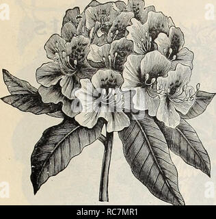 . Dreer's Garten Kalender: 1899. Samen Kataloge; Baumschulen Kataloge; Gartengeräte und Zubehör Kataloge; Blumen Samen Kataloge; Gemüse; Früchte Samen Samen Kataloge Kataloge. Auswahl winterharte Stauden. 153. Rhododendron. Wahl HARDY STRÄUCHER - fortgesetzt. Magnolia Conspicua. Feine starke Ebenen dieses schöne weiße Sorte. . Si'. OO. Magnolia soulangeana. Cremig Weiß und Lila, sehr stark. $ 2,00. Magnolia Purpurea. Lila Rudergeräten. 50 cts. Jedes. Mock Orange. (Thiladelphui grandijlorus). Auffällige, duftende, großen Blüten, reines Weiß. - Doppelte Blüte [Phi adelphus Fl. PI.) Großes, Stockfoto