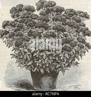 . Dreer's Garten Kalender: 1898. Samen Kataloge; Baumschulen Kataloge Kataloge; Garten; Blumen; Gemüse Samen Samen Kataloge Kataloge. Wahl HARDY STRÄUCHER - fortgesetzt. Auffällige, Rhododendron Bhododeudrous. Eine der wertvollsten unserer haidy dekorativen Pflanzen. Sie benötigen nur einen guten Gartenboden, der mindestens 2 Meter tief und gemischt mit einigen Blattform oder Torf gegraben werden sollte; Es ist auch der Boden im Sommer zu Mulchen, und mit Blättern oder Bürste schützen während Win-ter. Wir bieten eine Auswahl col-lection von Pflanzen aus 12 bis 24 cm hohe, buschige und etablierten, der Robuststen vari Stockfoto