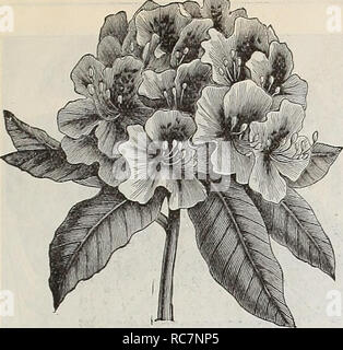 . Dreer's Garten Kalender: 1898. Samen Kataloge; Baumschulen Kataloge Kataloge; Garten; Blumen; Gemüse Samen Samen Kataloge Kataloge. Auswahl winterharte Stauden. 153 FTE. Wahl HARDY STRÄUCHER - fortgesetzt. Auffällige, Rhododendron Bhododeudrous. Eine der wertvollsten unserer haidy dekorativen Pflanzen. Sie benötigen nur einen guten Gartenboden, der mindestens 2 Meter tief und gemischt mit einigen Blattform oder Torf gegraben werden sollte; Es ist auch der Boden im Sommer zu Mulchen, und mit Blättern oder Bürste schützen während Win-ter. Wir bieten eine Auswahl col-lection von Pflanzen aus 12 bis 24 cm hohe, buschige und gut Stockfoto