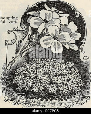 . Dreer's Garten Kalender: 1897. Samen Kataloge; Baumschulen Kataloge; Gartengeräte und Zubehör Kataloge; Blumen Samen Kataloge; Gemüse; Früchte Samen Samen Kataloge Kataloge. 5138 Tom Thumb, Gelb 5 5140 Tom Thumb, Gemischt. Farben. (Siehe .)... 57104 Groß, Gemischt, oz. 40 cts 5 Aquilegia. (Columbine.) Diese Pflanze blüht ungehindert in den frühen Frühling und Sommer und produziert wunderschönen, Kurioses-- gebildet und verschiedenfarbigen Blumen; eine der besten Hardy pe-rennials, und sollte in jedes Staudenbeet. pro Pck. 5143 Chrysantha {Golden-Spur-rot). Helles goldgelb; 3 Gebühr Stockfoto