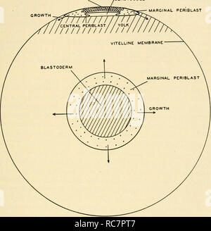 . Embryologie. Embryologie; Embryologie; Genealogie. BLASTODERM PERIBLAST BLASTOCOEL RN. Abb. 119. Die frühen blastoderm von Das Hühnerei. Top: einen Abschnitt im blastoderm, zeigt viele Zellen, die das Dach eines kleinen Hohlraum, der blastocoel. Der Boden des blastocoel ist nicht-zelluläre Eigelb. Die breiten Kreis repräsentiert das Eigelb innerhalb der vitelline Membran. Während der Entwicklung der blastoderm breitet sich auf der Oberfläche des Eigelb in die Richtung der Pfeile. Center: Eine Oberfläche der blastoderm. Bounding der zellulären Teil der blastoderm ist ein Ring von protoplasma. Dies ist. Stockfoto