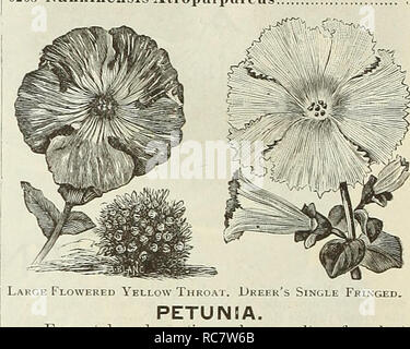 . Dreer's Garten Kalender: 1889. Samen Kataloge; Baumschulen Kataloge; Gartengeräte und Zubehör Kataloge; Blumen Samen Kataloge ; Obst ; Gemüse Samen Samen Kataloge Kataloge. 6244 Dreer Giant's Gestreifte Stiefmütterchen. Eine neue Klasse von gestreiften Stiefmütterchen, die Große und Beau-tiful Blumen der perfekte Form und brillante Schattierungen tragen. Die Blüten sind exquisit gestreift mit weichen, klaren Farben und sind ein beschlossen, Vorauszahlung auf dem Belgischen gestreift. 3 pkts. Für 1,25 $ 50 PASSIFLORA. (Passion Flower.) Unentbehrlich Kletterpflanzen für den Garten oder Grün-Haus, mit einer Fülle von Stockfoto
