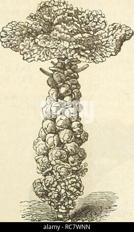 . Dreer's Garten Kalender: 1889. Samen Kataloge; Baumschulen Kataloge; Gartengeräte und Zubehör Kataloge; Blumen Samen Kataloge ; Obst ; Gemüse Samen Samen Kataloge Kataloge. Für den Gemüsegarten. 11 ROSENKOHL. Rosen-Kohl, Gkk. Bruxi Cliou dc-llca, Fk. Brusflas Bretones, de, Sp. Produziert auf dem Stamm smal] Köpfe ähnlich Miniatur Kohlköpfe. Die Sprossen sind als grüne und sehr zart, wenn durch den Frost berührt, wie Winter Kohl verwalten. Aussaat im Mai und. Sutton ist unvergleichlich. Sutton 3 Iatchless. Die Blätter dieser va-riety kleiner sind tlian diejenigen von anderen Ki Stockfoto